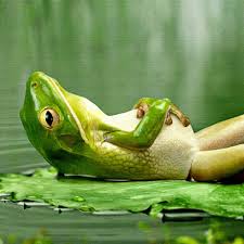 frog